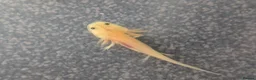 Axolotl reptiles for sale: Baby Axolotl  in Bexleyheath - Advert 6