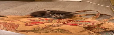 Maine Coon 2