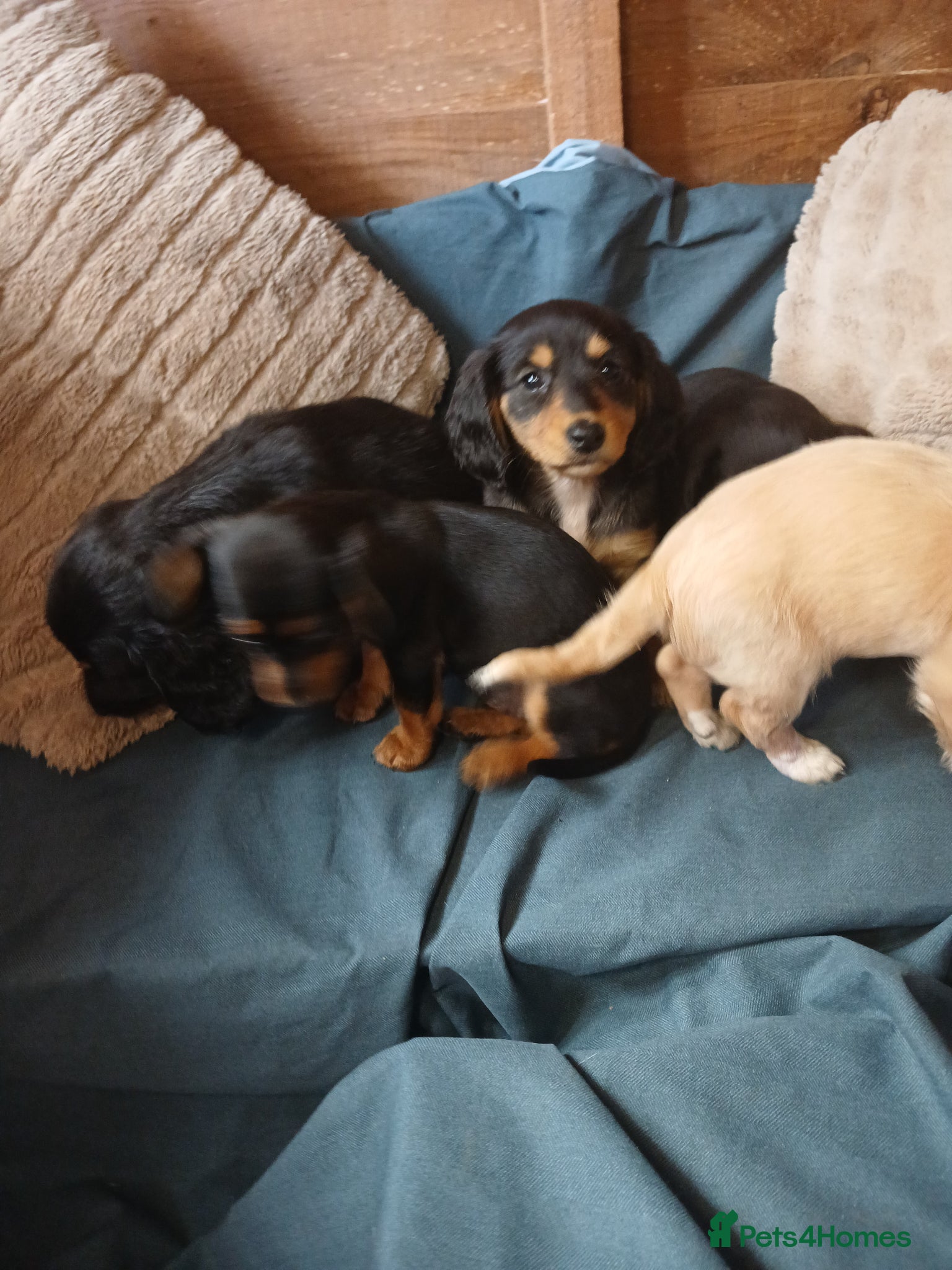 Dachshund dogs for sale: Daschounds LONG AND SHORT HAIRED  - Advert 1