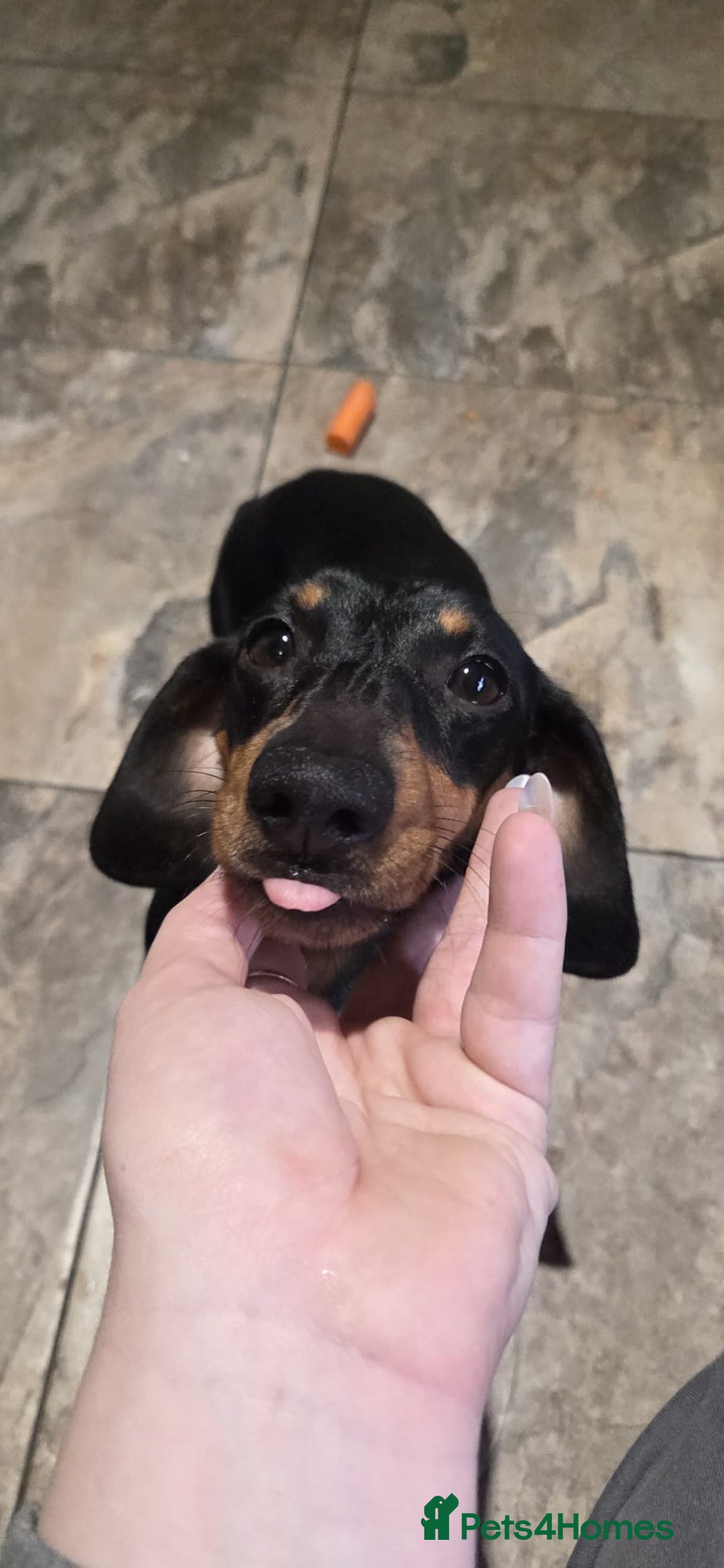 Dachshund dogs for sale: Beautiful Family Raised Daushound Puppies - Advert 2