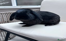 Mini Lop rabbits for sale: Male mini lop house rabbit 11 months old - Image 2