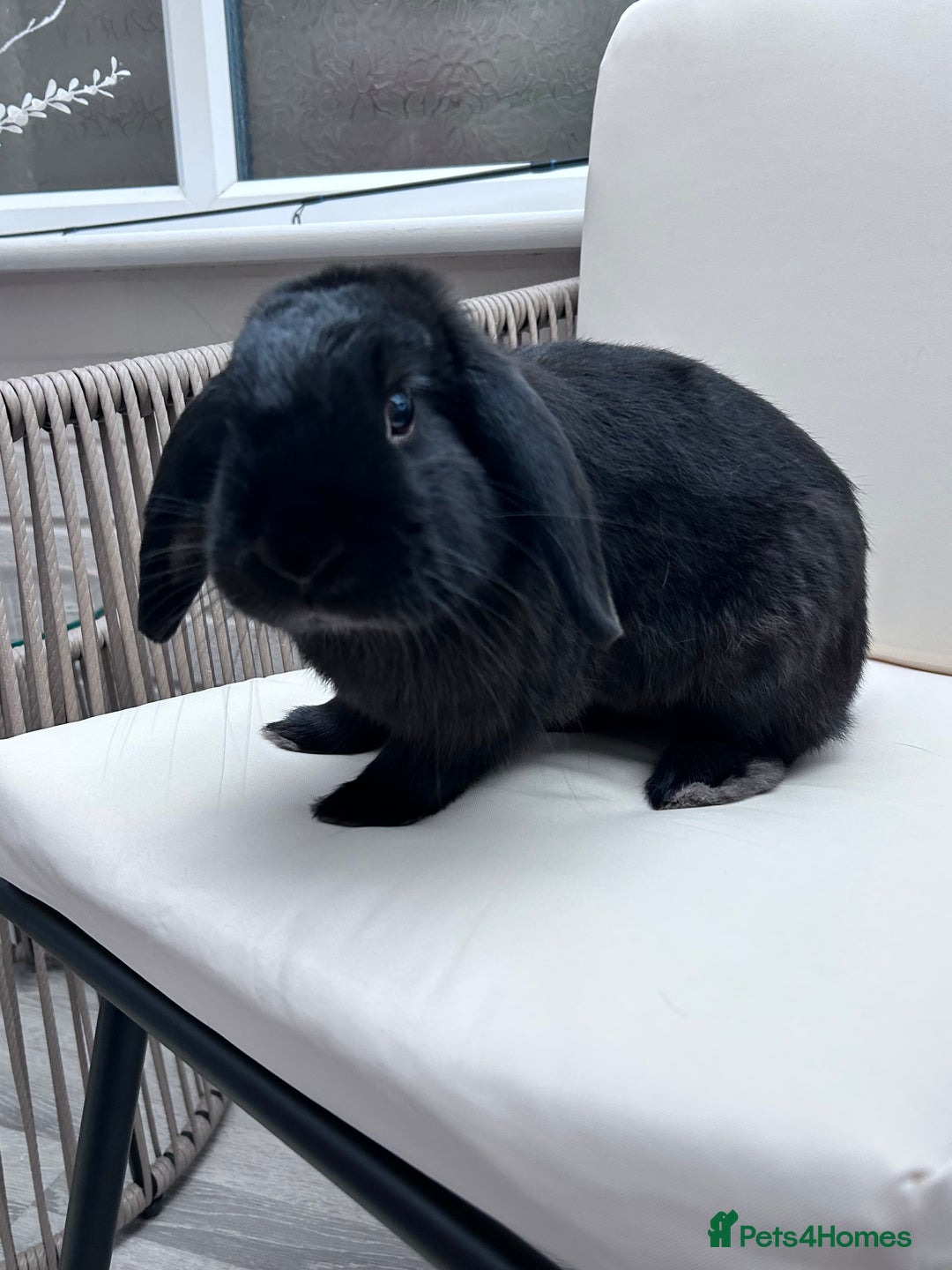Mini Lop rabbits for sale: Male mini lop house rabbit 11 months old - Image 2