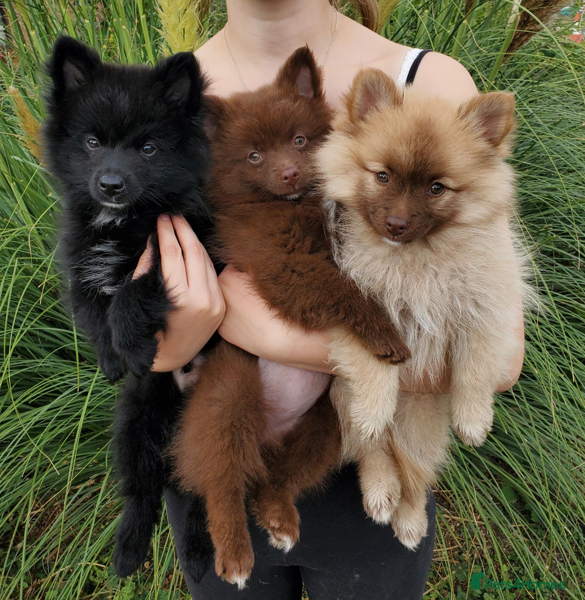 German Spitz dogs Beautiful Litter of German Spitz Mittel'serman - Advert 2