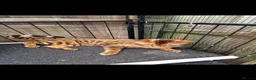 Bengal cats for sale: Beautiful Bengal Boy in Southampton - Advert 6