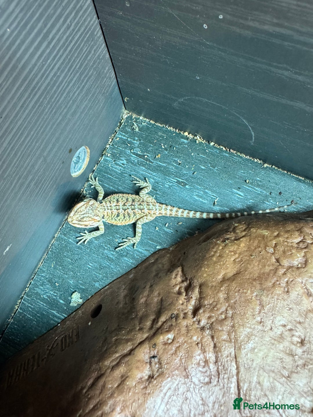 Bearded Dragon reptiles for sale: Bearded dragons babies&adults possible full setup - Advert 2