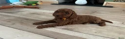 Cavapoo dogs for sale: F1b Cavapoo - Advert 13