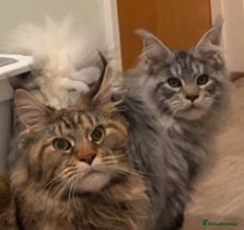Maine Coon cats for sale: TICA Mainecoon Litter Due  - Advert 12