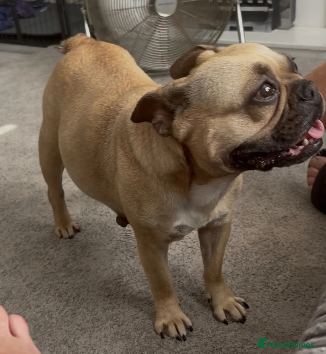 French Bulldog dogs for sale: 10 Beautiful French Bulldog pups 😍 - Advert 2