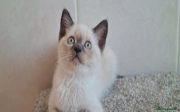 British Shorthair cats for sale: British Blue shorthair, Lilac, Colorpoint Kittens - Image 18