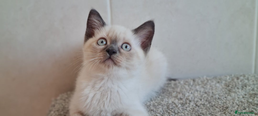 British Shorthair cats for sale: British Blue shorthair, Lilac, Colorpoint Kittens - Image 18
