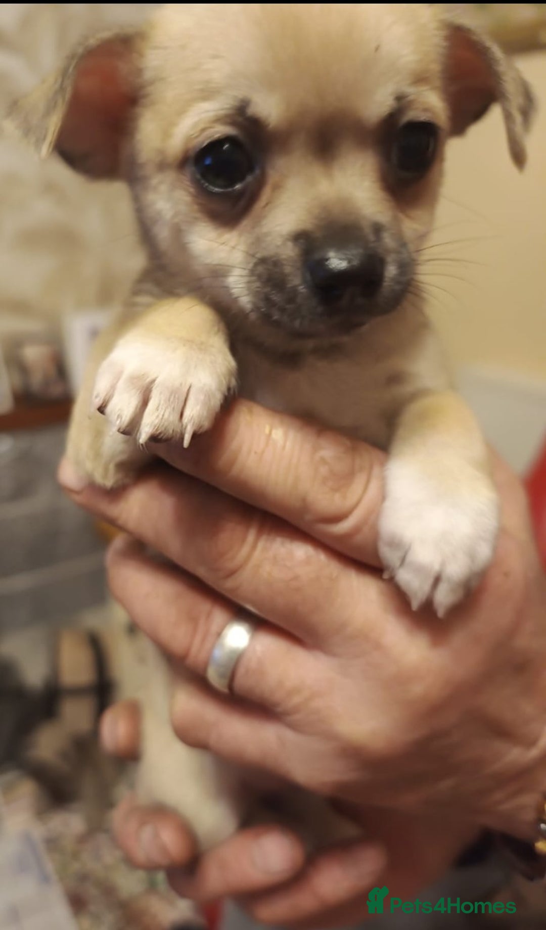 Mixed Breed dogs for sale: Cute Chihuahua Cross Jack Russel Pups. - Advert 6