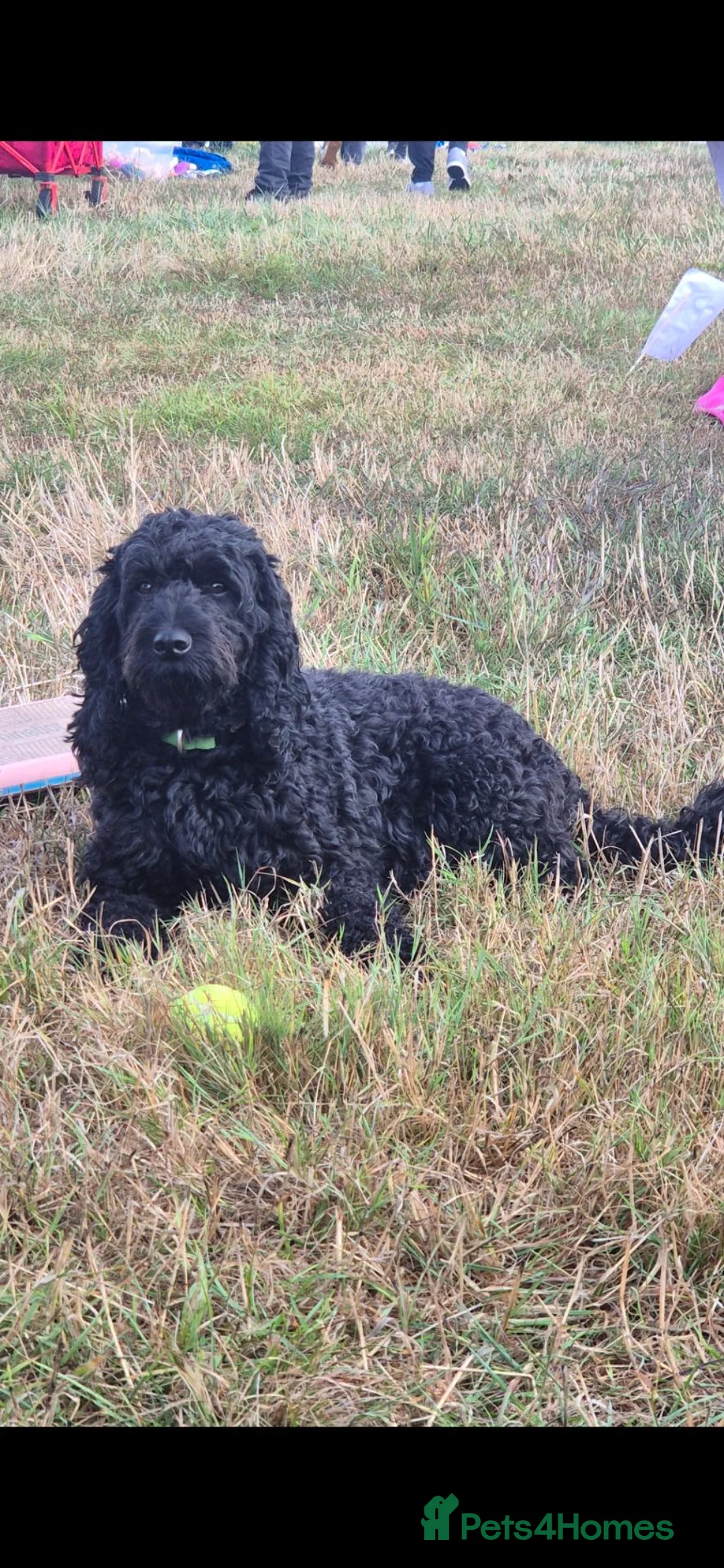 Cockapoo dogs for sale: F2 cockapoo puppies  in Cheltenham - Advert 19