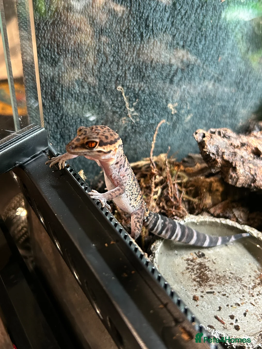 Gecko reptiles for sale: 2x Chinese cave geckos and vivarium in Rayleigh - Advert 4