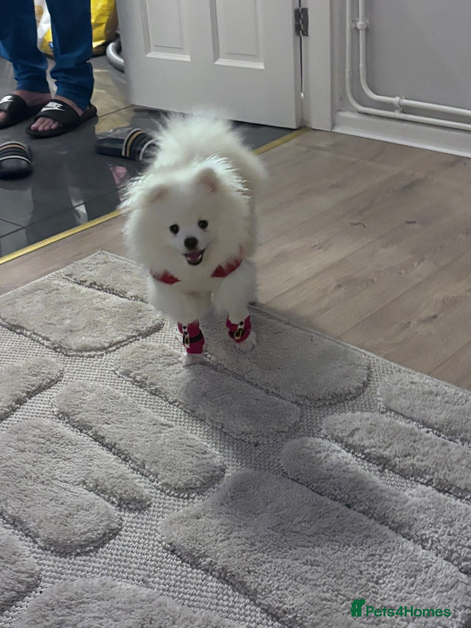 Pomeranian dogs Pomeranian Boy  - Advert 1