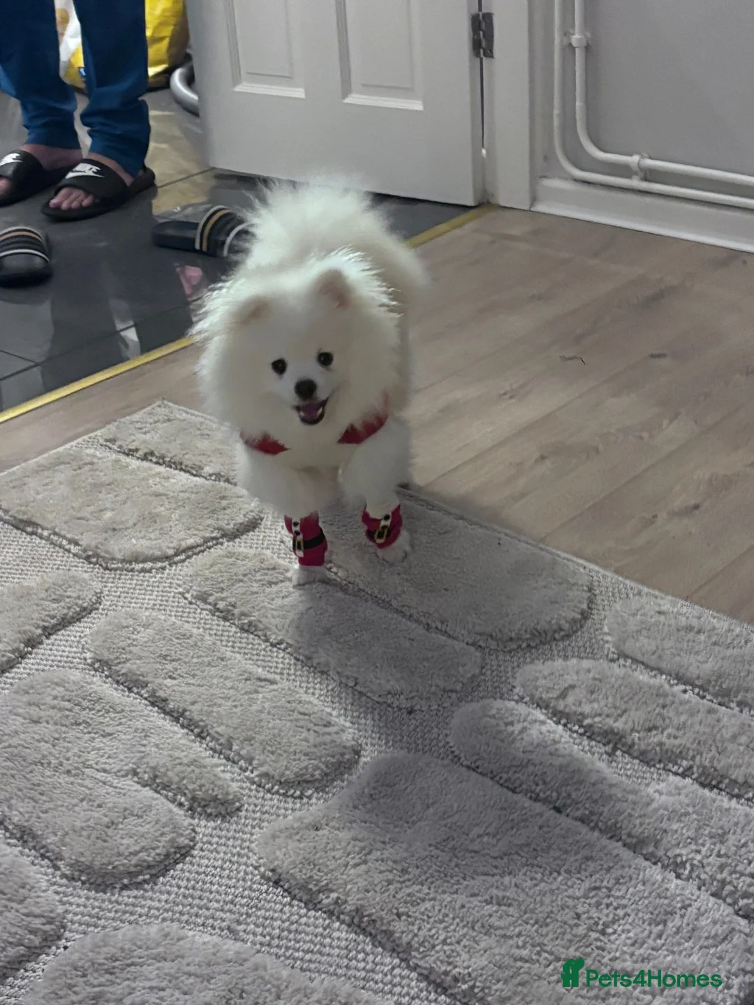 Pomeranian dogs for sale: Pomeranian Boy  - Advert 1