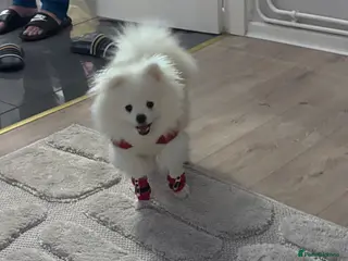 Pomeranian dogs Pomeranian Boy - Advert 1