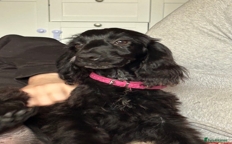 Cockapoo dogs in Northampton - Advert 2
