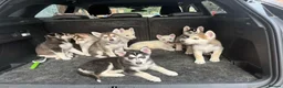 Mixed Breed dogs for sale: Husky Hybrid Puppies (Utonagans)  - Advert 34