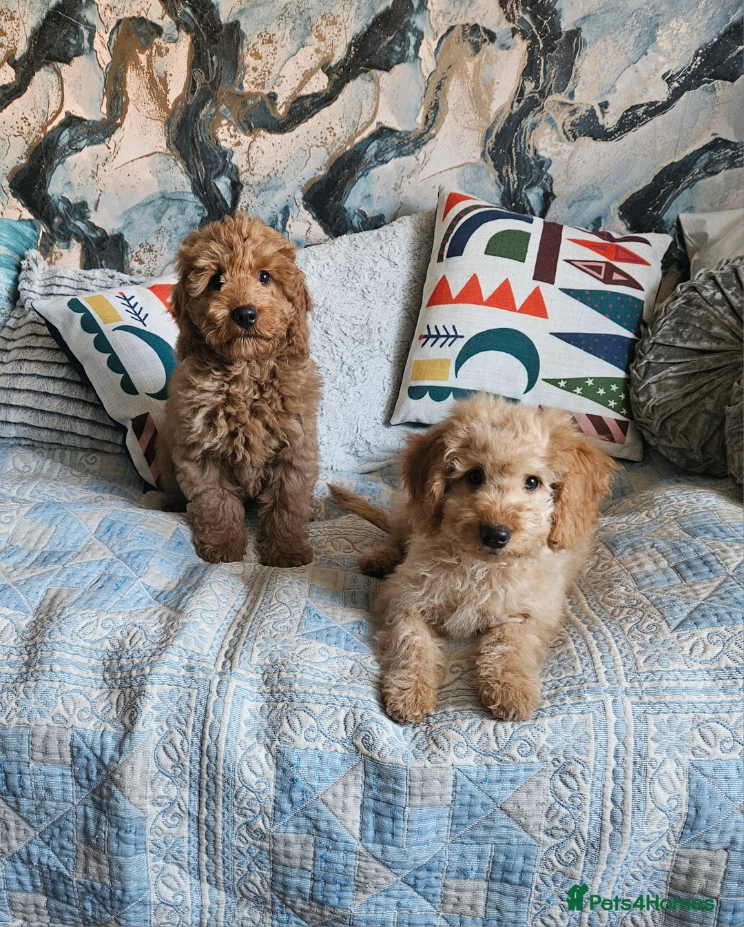 Cockapoo dogs for sale: Cockapoo - Advert 6