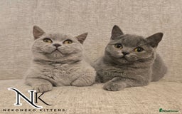 British Shorthair cats for sale: GORGEOUS GCCF REG TEDDYS 🐻🧸 READY TO LEAVE ❗️❗️ - Image 33