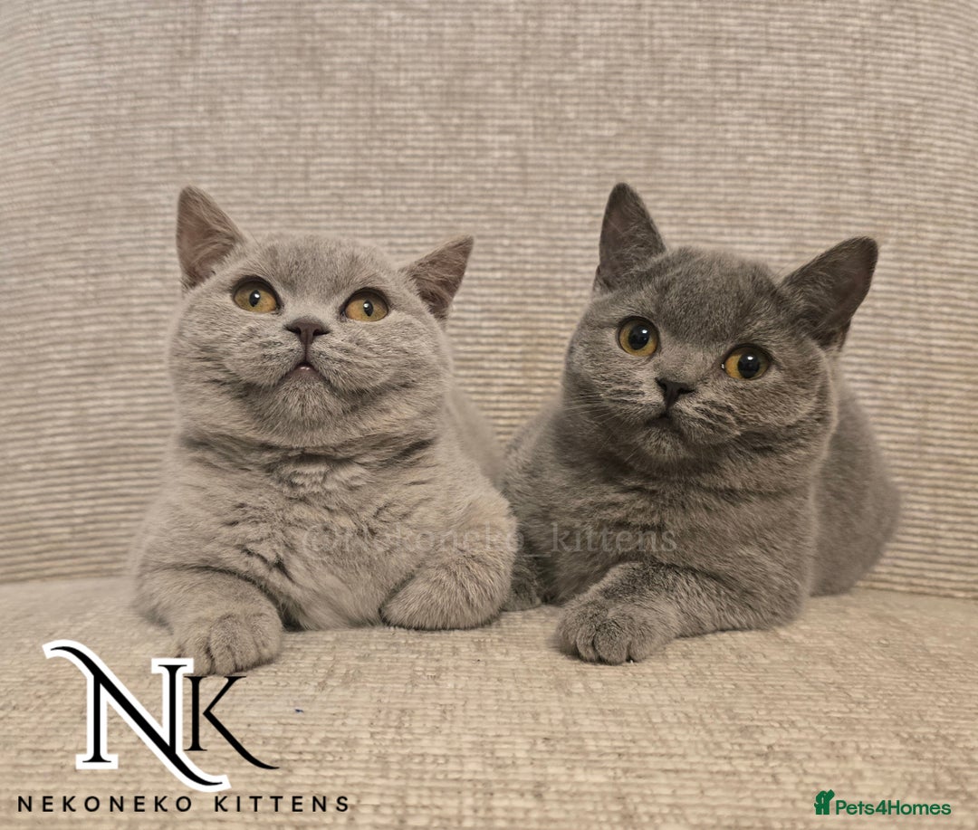 British Shorthair cats for sale: GORGEOUS GCCF REG TEDDYS 🐻🧸 READY TO LEAVE ❗️❗️ - Image 33