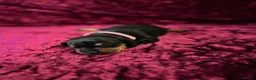 Miniature Dachshund dogs for sale: Miniat Dachshund puppy waiting for new home - Advert 4