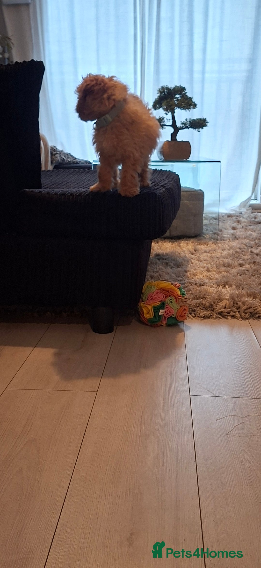 Cavapoo dogs for sale: Young male cavapoo puppy looking for home  - Advert 2