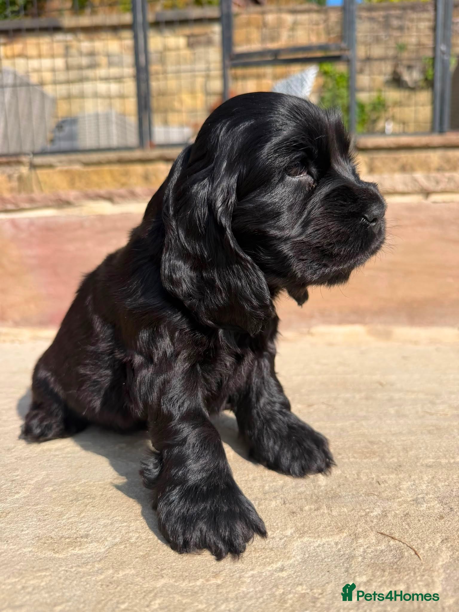 Cocker Spaniel dogs Quality Show Cocker Spaniels - Advert 2
