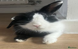 Lionhead rabbits for sale: Free male rabbit 11months old  - Image 2