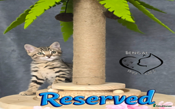 Bengal cats for sale: 1 beautiful boy from tica champion lines - Image 9