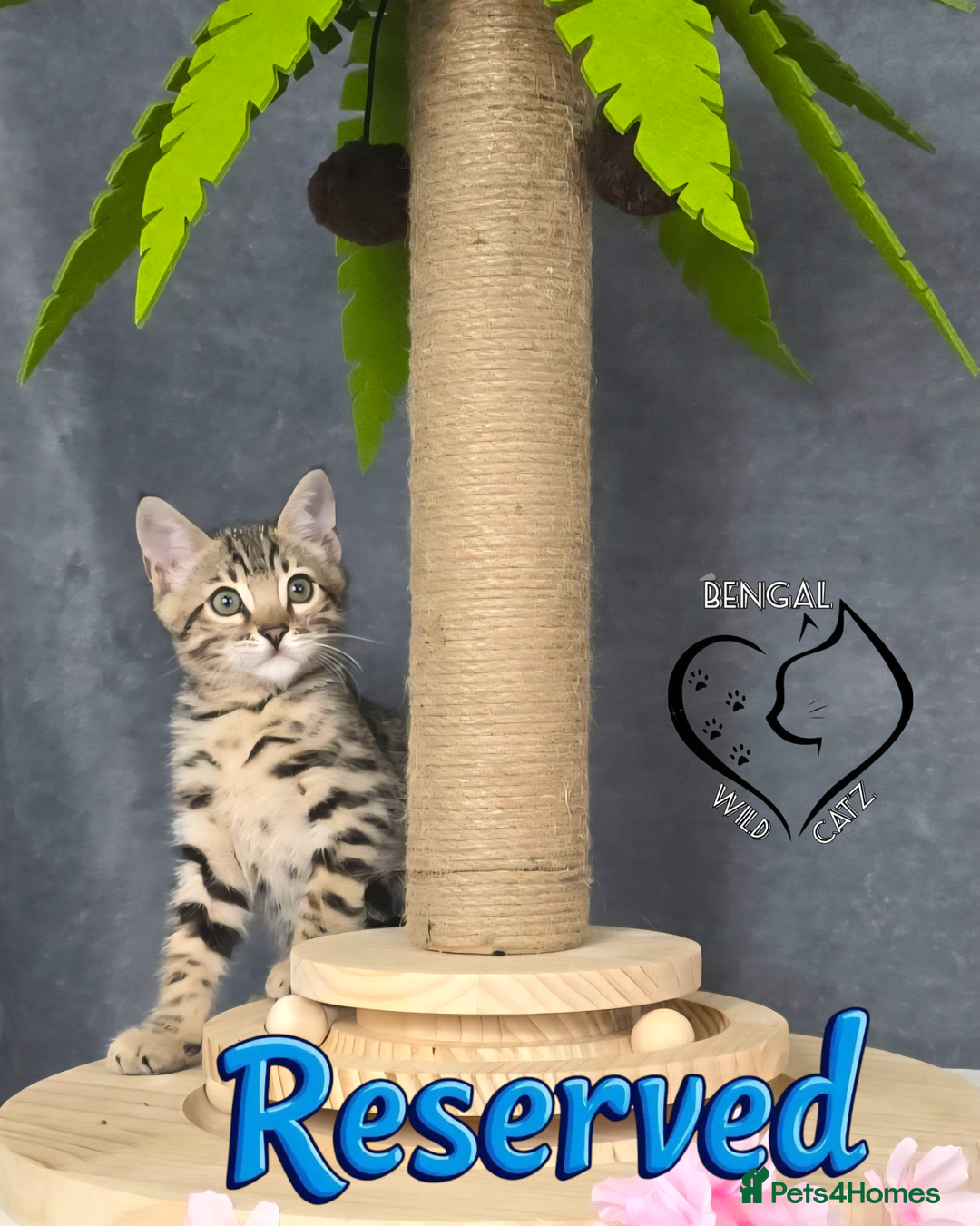 Bengal cats for sale: 1 beautiful boy from tica champion lines - Image 9