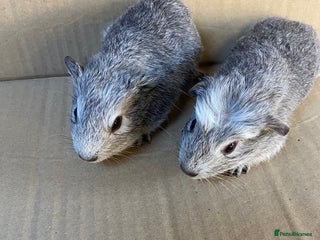 Guinea Pig rodents - Advert 15