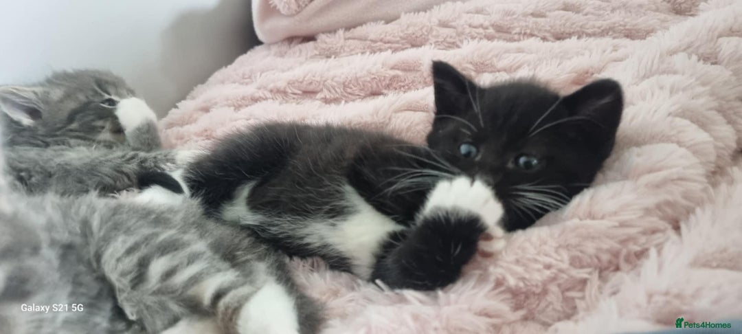 Mixed Breed cats for sale: 🐈‍⬛❤️1x kitten ready for her forever home❤️🐈‍⬛ - Image 11