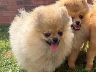 Pomeranian dogs Tiny Teddy Bear Face Cream Pomeranian Girl - Advert 1