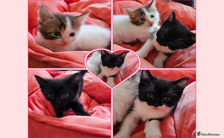 Mixed Breed cats - Advert 9