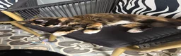 Maine Coon cats for sale: Meet Mavis she was born on 7th March 2026  in Chelmsford - Advert 12