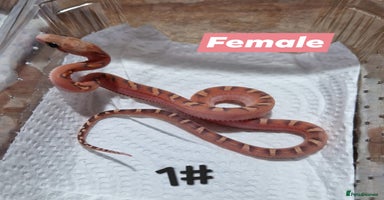 Corn Snake reptiles - Advert 13