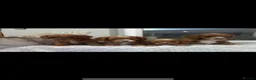 Cavapoo dogs for sale: Beautiful Health Tested F1 Cavapoos🐶 - Advert 28