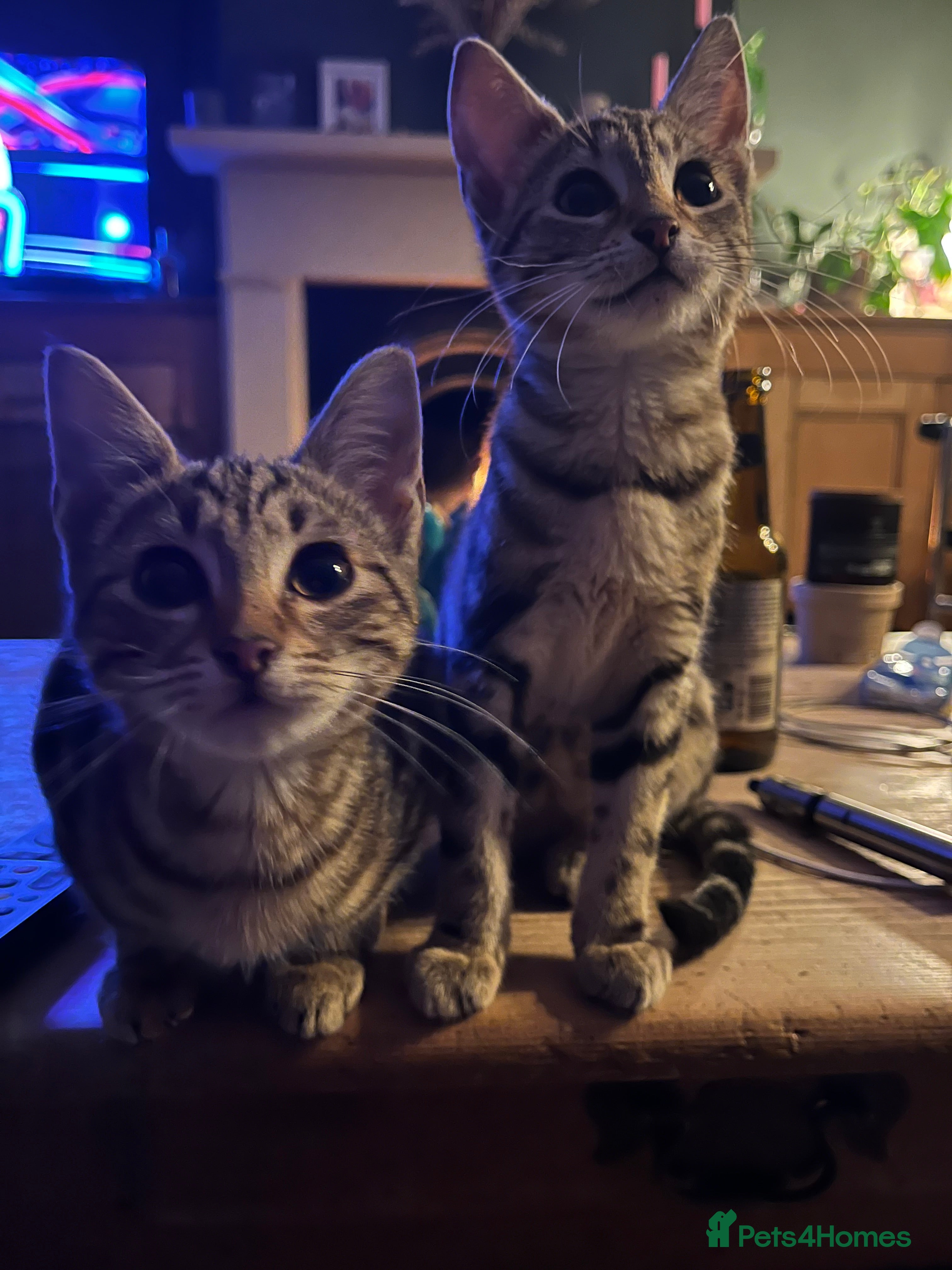 Mixed Breed cats Sibling Female Bengal x Ragdoll x 2 17 weeks old - Advert 8