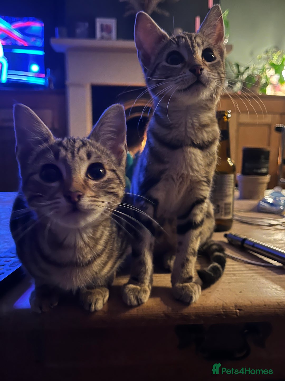 Mixed Breed cats for sale: Sibling Female Bengal x Ragdoll x 2 17 weeks old - Advert 1