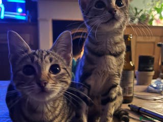 Mixed Breed cats Sibling Female Bengal x Ragdoll x 2 17 weeks old - Advert 1