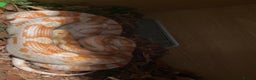 Corn Snake reptiles for sale: Corn snake candy cane morph - Advert 5