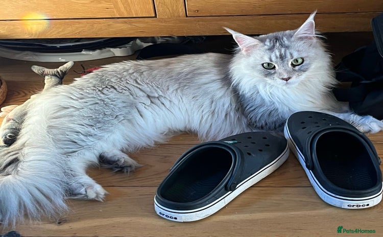 Maine Coon cats - Advert 12