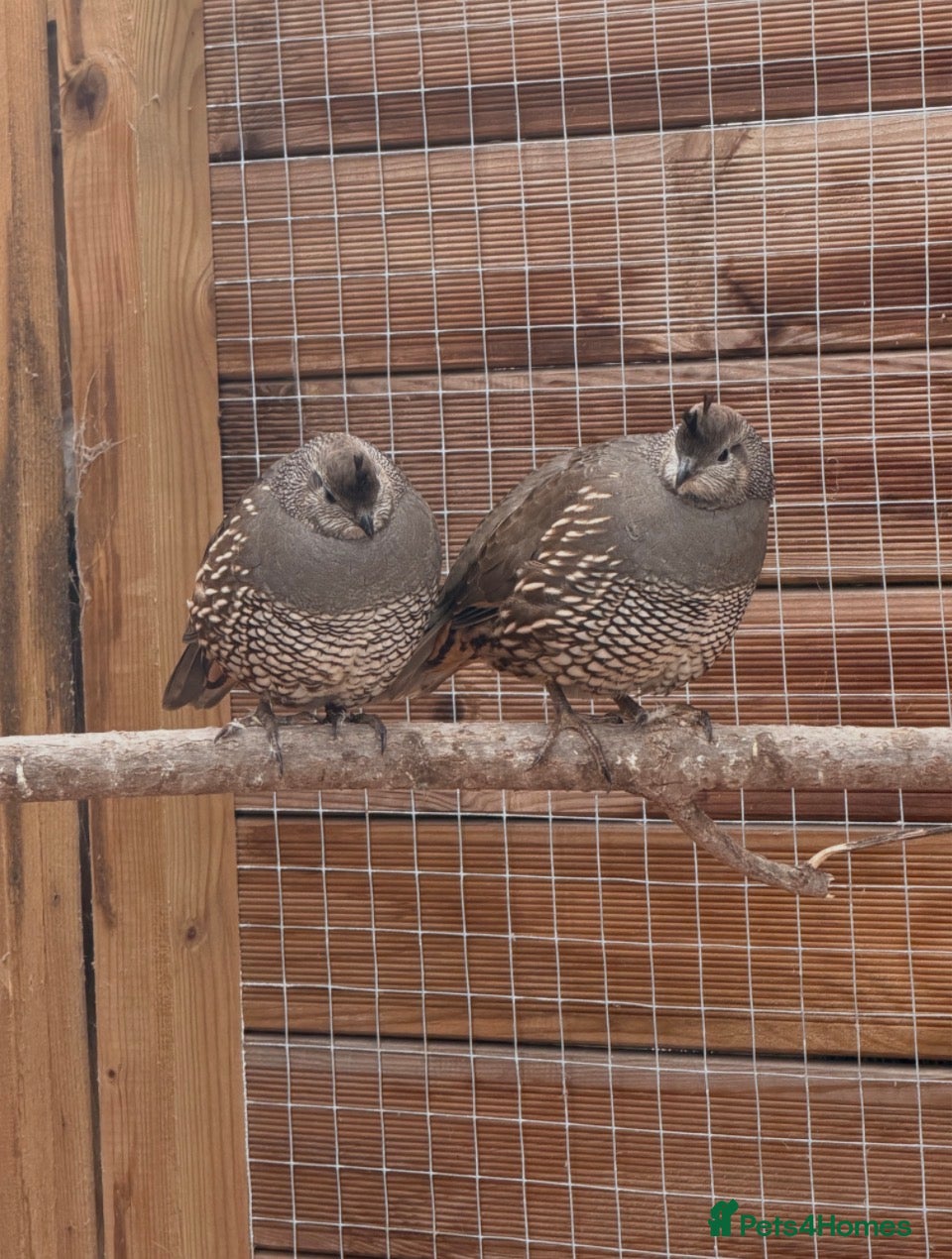 Quail poultry for sale: California quail hatching eggs and coturnix quail  - Advert 5