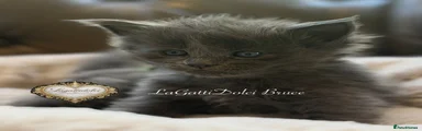 LaGattiDolci Bruce