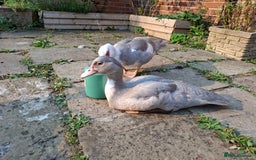 Ducks poultry for sale: Two young lavender Muscovy drakes for sale - Image 2
