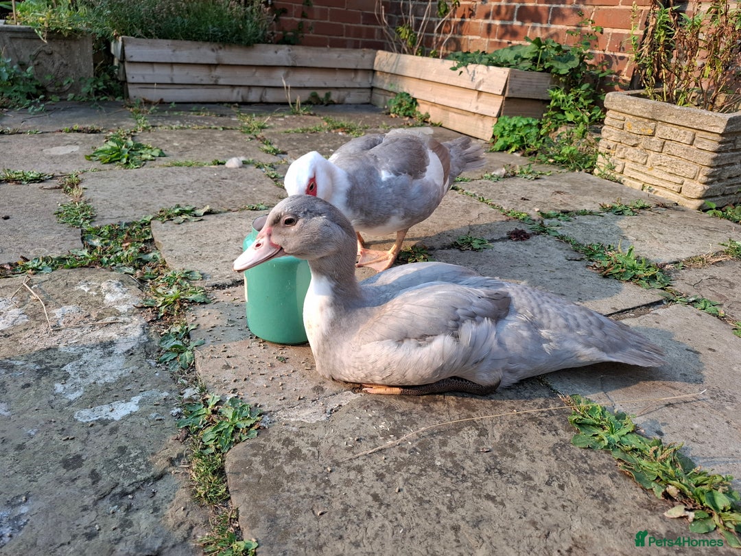 Ducks poultry for sale: Two young lavender Muscovy drakes for sale - Image 2