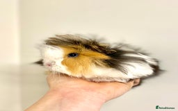 Guinea Pig rodents for sale: Long haired Guinea Pigs For Sale - Image 9