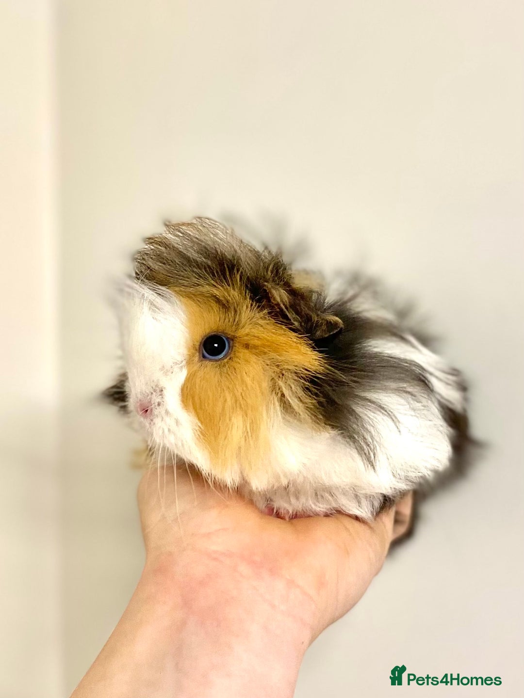 Guinea Pig rodents for sale: Long haired Guinea Pigs For Sale - Image 9