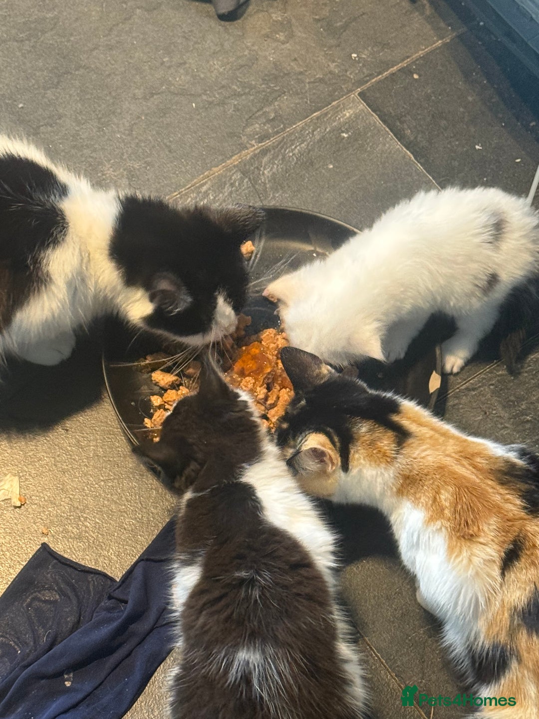 Mixed Breed cats for sale: Long haired fur balls  - Image 6